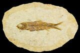 Fossil Fish (Knightia) With Floating Frame Case #109564-1